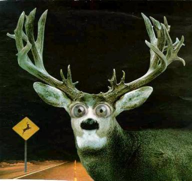 deer_in_the_headlights_look.jpg