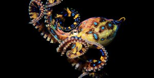 610_ag_blue-ringed-octopus