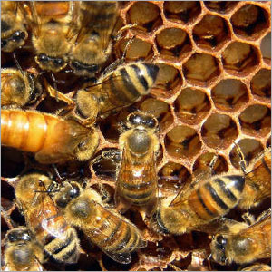 honeybee-hive2